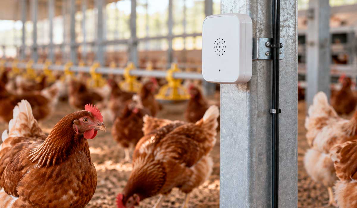 Dispositivo acústico fixado em pilar de aviário registra continuamente os sons do lote, alimentando algoritmos que classificam vocalizações da rotina de criação Dispositivo acústico fixado em pilar de aviário registra continuamente os sons do lote, alimentando algoritmos que classificam vocalizações da rotina de criação
