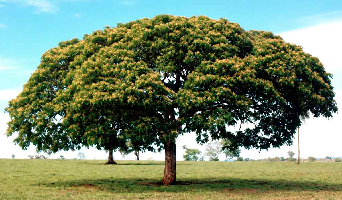 Estudo aponta que a Samanea tubulosa eleva fertilidade, amplia a microbiota do solo e sustenta estoque de carbono próximo ao da floresta nativa
