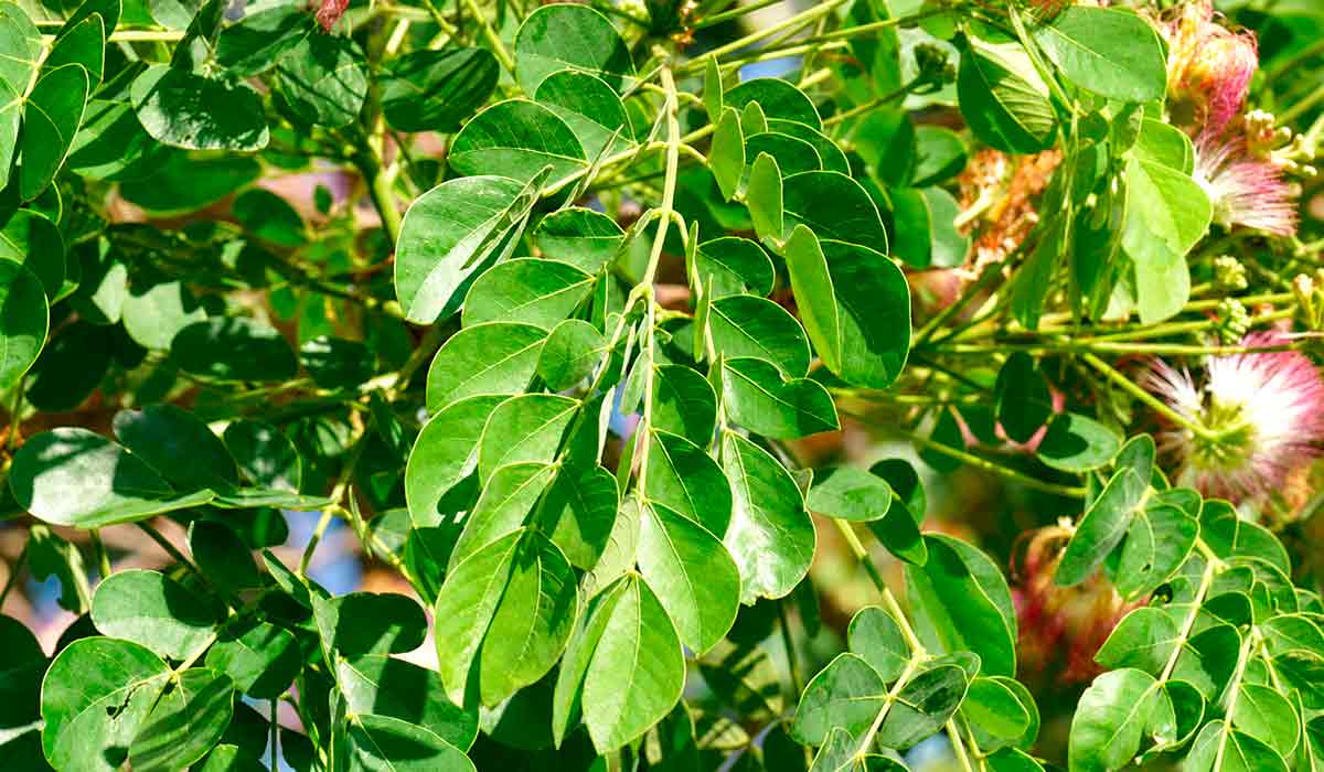 Folhas alternas, compostas bipinadas, com eixo comum (pecíolo + raque) tomentoso Folhas alternas, compostas bipinadas, com eixo comum (pecíolo + raque) tomentoso