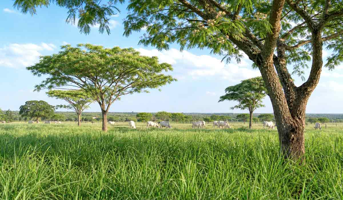 Árvores de bordão-de-velho dispersas em pastagem de capim-marandu, arranjo que combina sombra, forragem e melhoria do solo Árvores de bordão-de-velho dispersas em pastagem de capim-marandu, arranjo que combina sombra, forragem e melhoria do solo