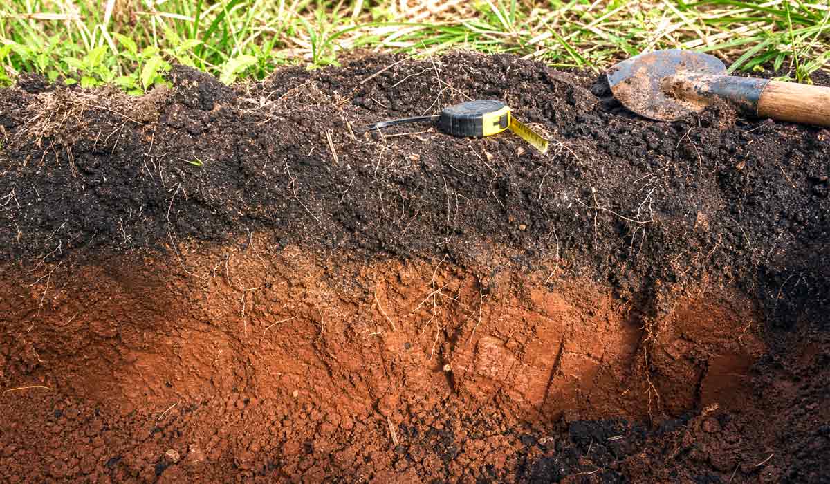 Perfil de solo aberto em área de pastagem, com camada superficial rica em matéria orgânica e raízes finas sob influência das árvores Perfil de solo aberto em área de pastagem, com camada superficial rica em matéria orgânica e raízes finas sob influência das árvores