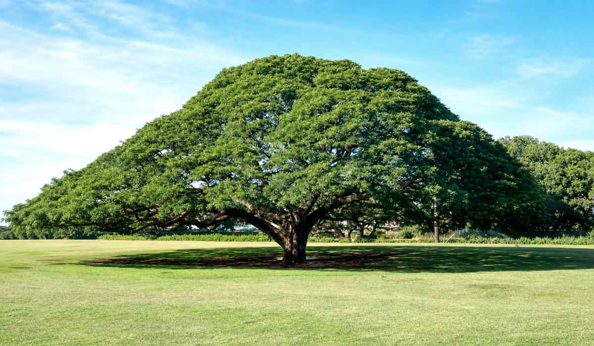 A árvore nativa é de grande porte, reconhecida pela sua copa ampla e frondosa que oferece excelente sombreamento A árvore nativa é de grande porte, reconhecida pela sua copa ampla e frondosa que oferece excelente sombreamento