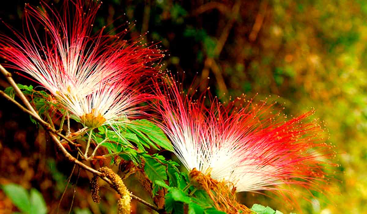 Flores brancas e rosadas da nativa em plena floração, atrativas para polinizadores no sistema silvipastoril Flores brancas e rosadas da nativa em plena floração, atrativas para polinizadores no sistema silvipastoril