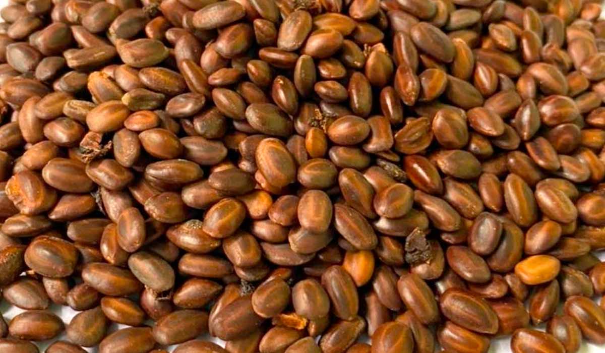 As sementes são castanhas, oblongas, medindo de 5 a 13 mm de comprimento As sementes são castanhas, oblongas, medindo de 5 a 13 mm de comprimento