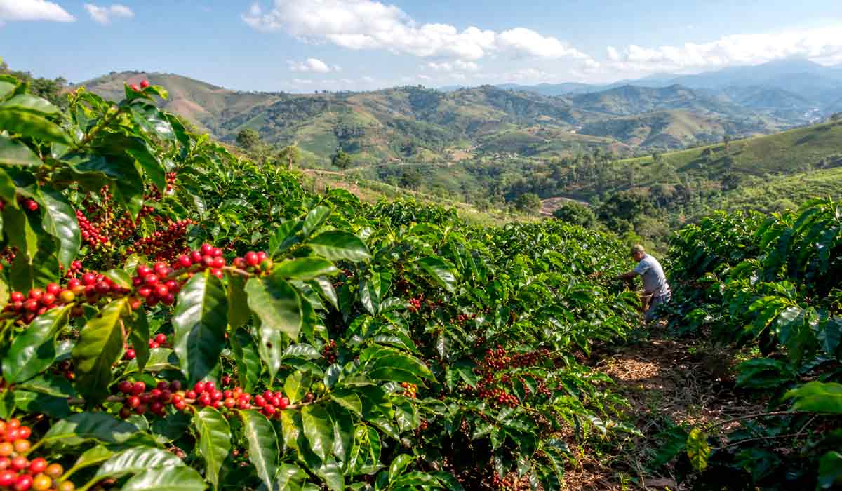 A paisagem dos cafezais fluminenses simboliza o renascimento de uma atividade centenária que voltou a gerar riqueza no interior