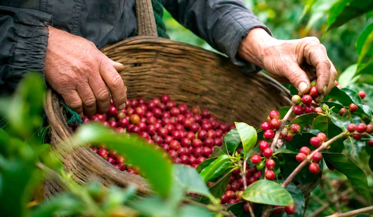 A colheita manual seletiva, no interior fluminense que une tradição e técnica, típica da agricultura familiar, mantém viva a tradição e assegura a bebida reconhecida em concursos nacionais A colheita manual seletiva, no interior fluminense que une tradição e técnica, típica da agricultura familiar, mantém viva a tradição e assegura a bebida reconhecida em concursos nacionais
