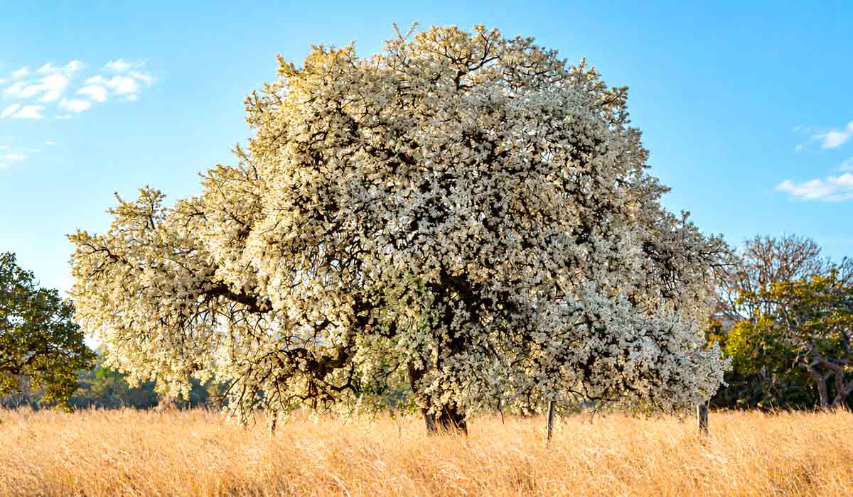 Cagaiteira em plena floração em área de cerrado, com copa esbranquiçada por centenas de flores pequenas na transição entre a seca e as chuvas Cagaiteira em plena floração em área de cerrado, com copa esbranquiçada por centenas de flores pequenas na transição entre a seca e as chuvas