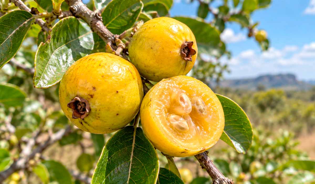 Close dos frutos de cagaita no galho com uma unidade aberta, registro fiel da aparência e da textura da polpa nativa Close dos frutos de cagaita no galho com uma unidade aberta, registro fiel da aparência e da textura da polpa nativa