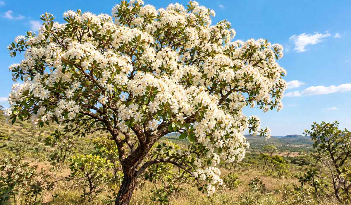 Cagaiteira em plena floração, com copa esbranquiçada por centenas de flores pequenas na transição entre a seca e as chuvas Cagaiteira em plena floração, com copa esbranquiçada por centenas de flores pequenas na transição entre a seca e as chuvas