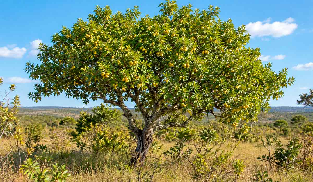A cagaiteira em seu ambiente natural, com tronco tortuoso visível na base e folhagem densa, retrato fiel da paisagem do cerrado A cagaiteira em seu ambiente natural, com tronco tortuoso visível na base e folhagem densa, retrato fiel da paisagem do cerrado