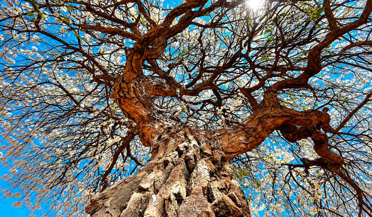 Rica em vitamina C e sabor marcante, a cagaita deixa o extrativismo para conquistar sucos, geleias e novos mercados no agro