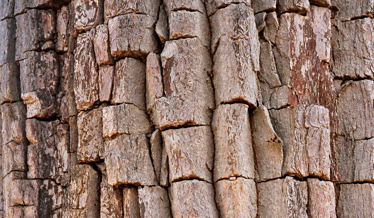 Destaque do tronco tortuoso da cagaiteira e sua copa densa, evidenciando a rusticidade da espécie símbolo do cerrado Casca espessa, fendida e de textura áspera, característica botânica que protege a árvore nas secas, evidenciando a adaptação da espécie ao solo seco e ao clima do cerrado