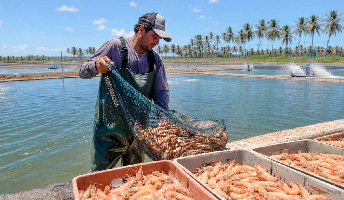 Nordeste concentra 99,7% da carcinicultura nacional, com Ceará liderando a produção de camarão com 53,3% do total Nordeste concentra 99,7% da carcinicultura nacional, com Ceará liderando a produção de camarão com 53,3% do total