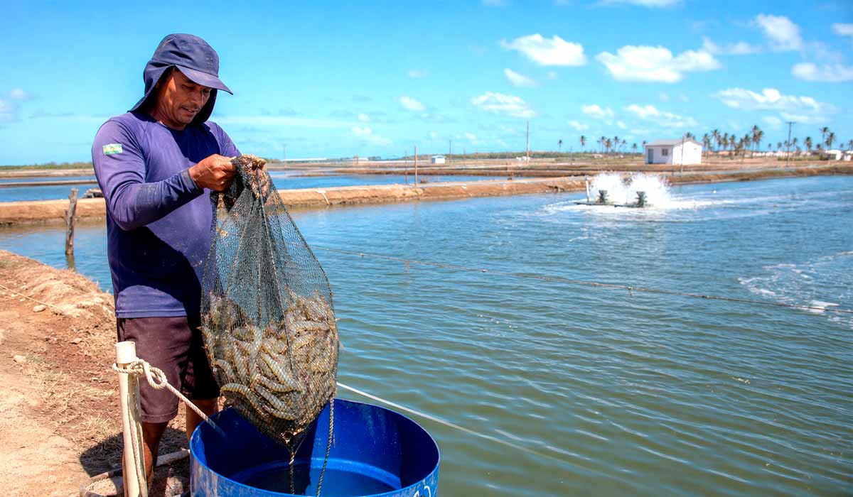 Viveiros de carcinicultura na costa potiguar consolidam o RN como segundo produtor nacional Viveiros de carcinicultura na costa potiguar consolidam o RN como segundo produtor nacional