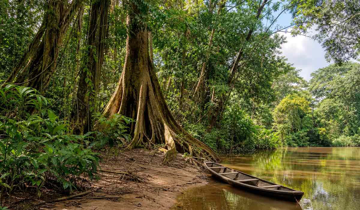 Mata de terra firme às margens do rio Tefé guarda vestígios de manejo humano, revelados pela pesquisa arqueológica e botânica Mata de terra firme às margens do rio Tefé guarda vestígios de manejo humano, revelados pela pesquisa arqueológica e botânica
