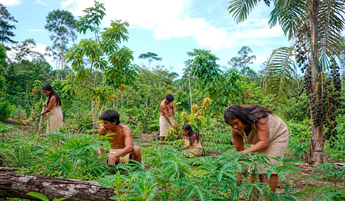 Saberes indígenas sobre mandioca, pupunha e frutas compõem o mosaico de florestas culturais analisado pela pesquisa premiada Saberes indígenas sobre mandioca, pupunha e frutas compõem o mosaico de florestas culturais analisado pela pesquisa premiada