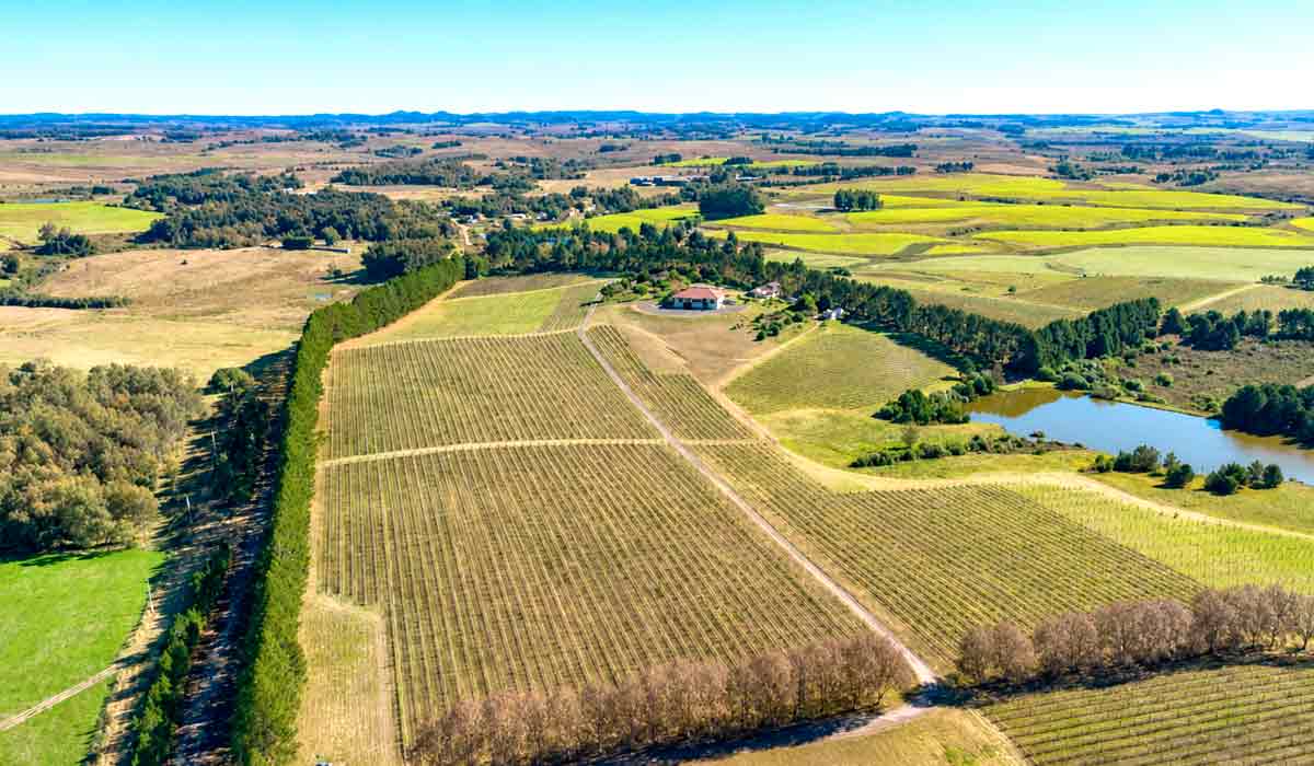 Os vinhedos dividem espaço com o campo nativo e cada visita é um convite para conhecer um território onde natureza, história e cultura caminham lado a lado Os vinhedos dividem espaço com o campo nativo e cada visita é um convite para conhecer um território onde natureza, história e cultura caminham lado a lado