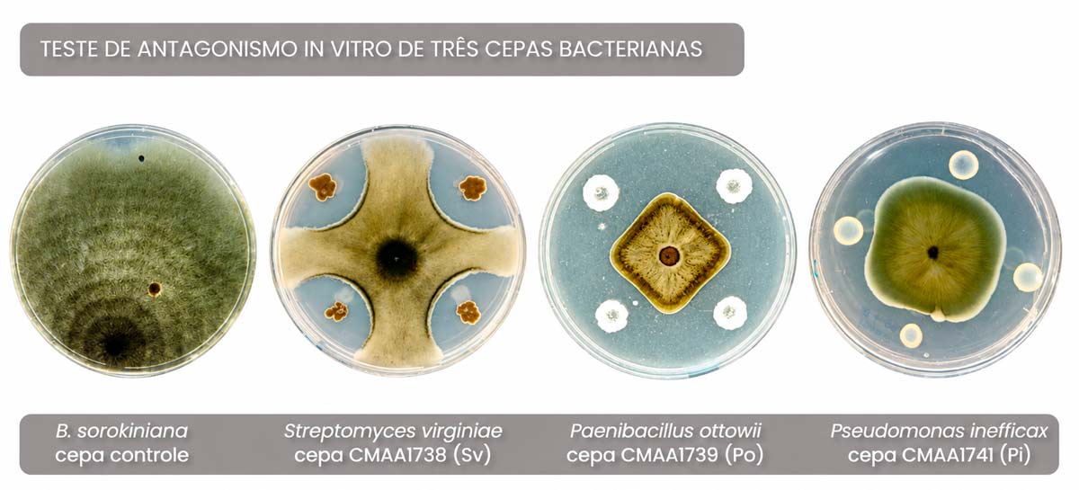 À esquerda, patógeno cultivado sozinho, usado como controle. Na sequência, Streptomyces virginiae, Paenibacillus ottowii e Pseudomonas inefficax inibem crescimento do fungo in vitro - Imagens: Caroline Sayuri Nishisaka/Embrapa À esquerda, patógeno cultivado sozinho, usado como controle. Na sequência, Streptomyces virginiae, Paenibacillus ottowii e Pseudomonas inefficax inibem crescimento do fungo in vitro - Imagens: Caroline Sayuri Nishisaka/Embrapa