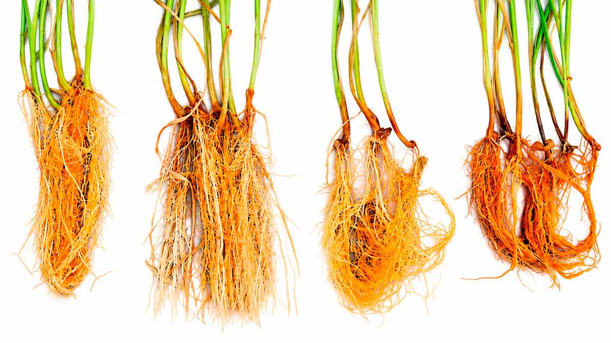 Lesões provocadas nas raízes pelo B. sorokiniana: da esquerda para a direita, plantas sem sintomas, com lesões leves, moderadas e severas - Foto: Caroline Sayuri Nishisaka/Embrapa Lesões provocadas nas raízes pelo B. sorokiniana: da esquerda para a direita, plantas sem sintomas, com lesões leves, moderadas e severas - Foto: Caroline Sayuri Nishisaka/Embrapa
