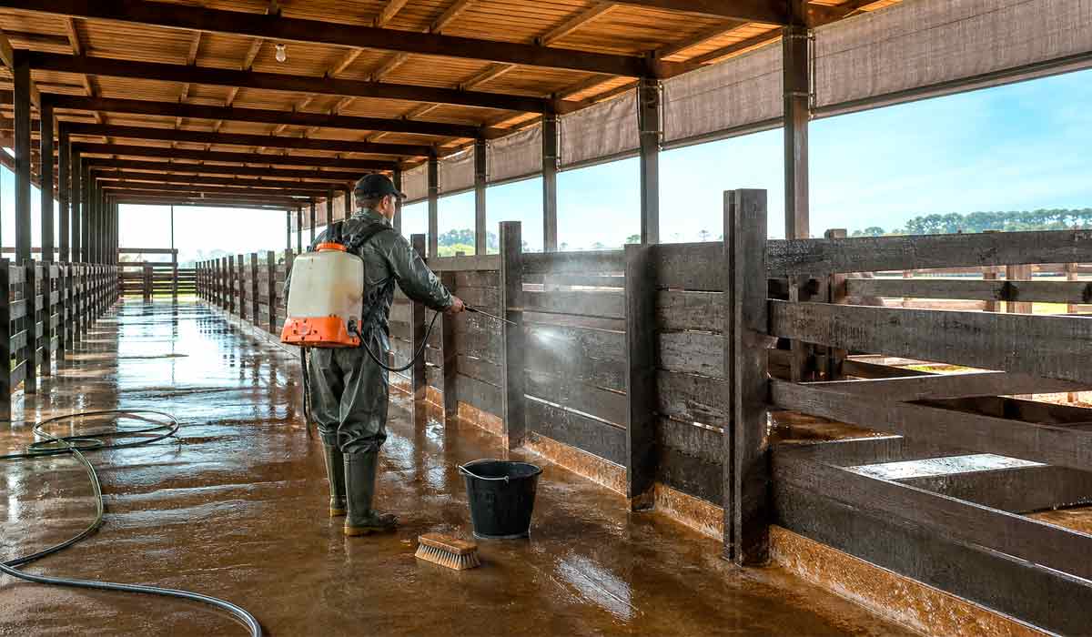 Baias higienizadas durante o vazio sanitário, intervalo obrigatório entre a desinfecção e a entrada dos animais. A desinfecção dos currais vazios antecede a liberação do pavilhão para receber os lotes Baias higienizadas durante o vazio sanitário, intervalo obrigatório entre a desinfecção e a entrada dos animais. A desinfecção dos currais vazios antecede a liberação do pavilhão para receber os lotes