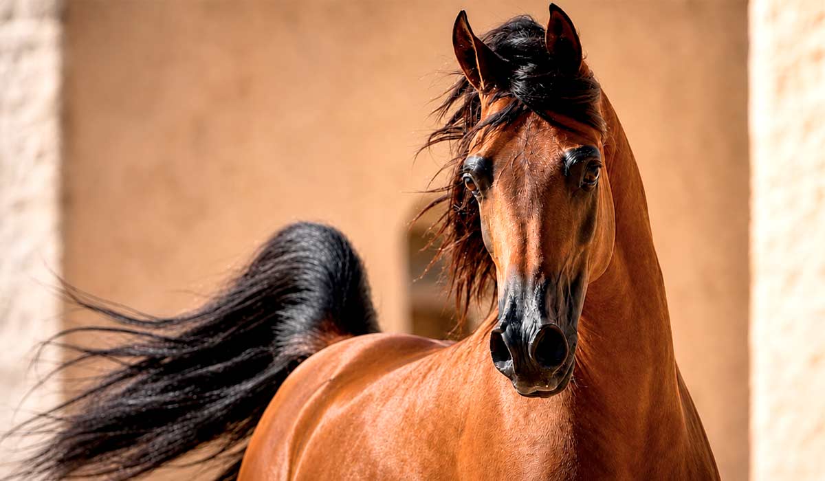 Quatro eventos reúnem esporte, genética e mercado em um só calendário com o cavalo árabe como protagonista