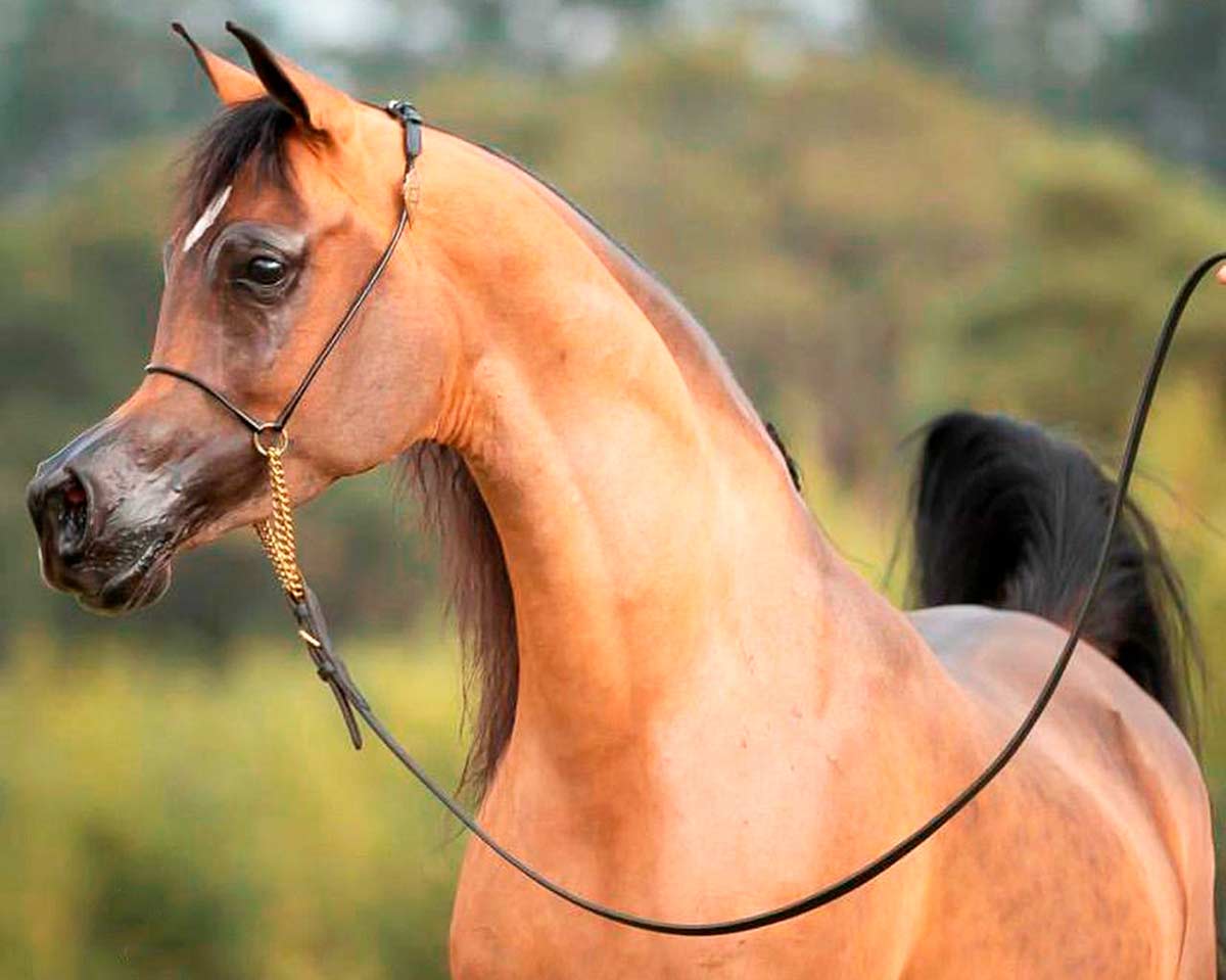 Nacional de Esporte, Global Cup, Breeders' Cup e Exposição Internacional: o calendário completo do cavalo árabe em novembro Nacional de Esporte, Global Cup, Breeders' Cup e Exposição Internacional: o calendário completo do cavalo árabe em novembro