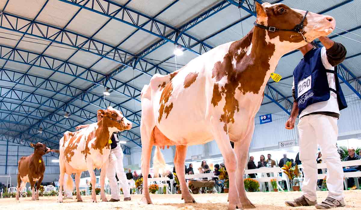 Mudança para novembro amplia o intervalo entre as exposições leiteiras da região e favorece o planejamento dos criadores leiteiros paranaenses Mudança para novembro amplia o intervalo entre as exposições leiteiras da região e favorece o planejamento dos criadores leiteiros paranaenses