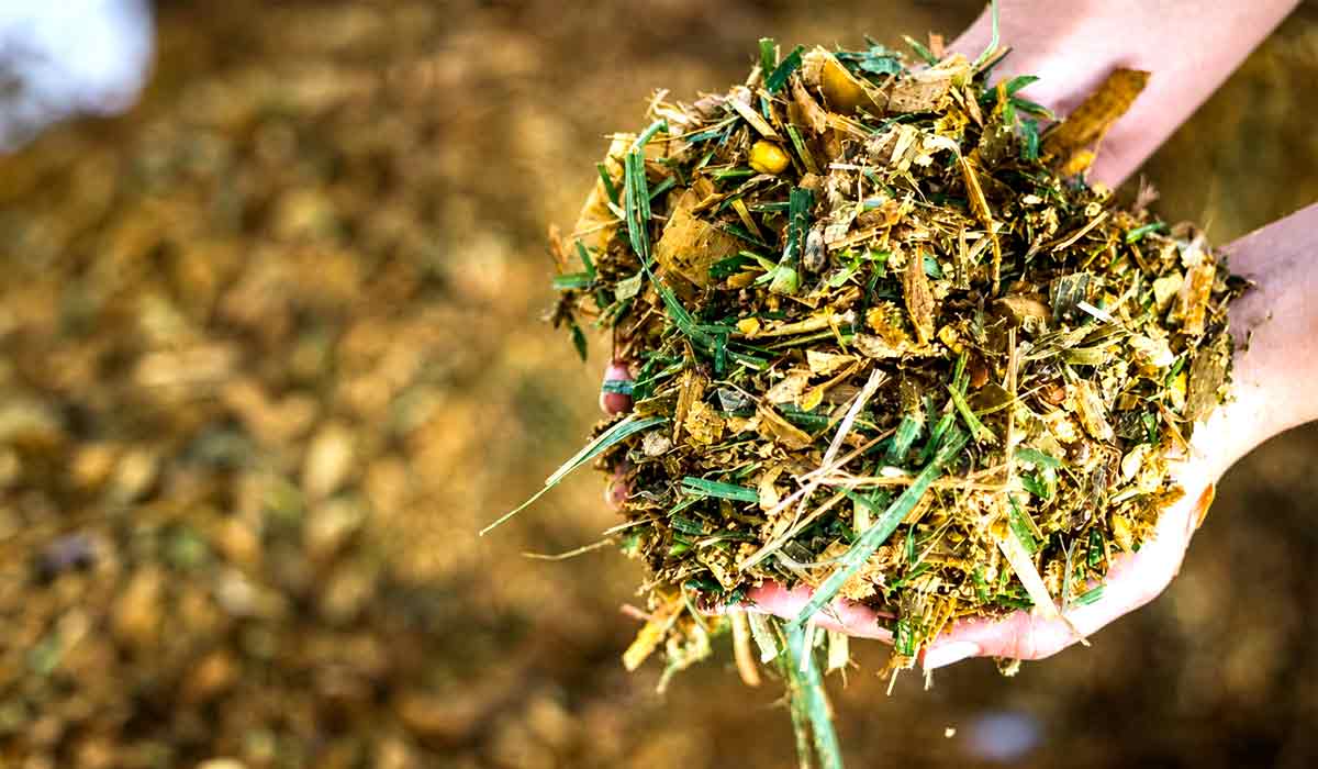 Concurso de Silagem avalia a qualidade nutricional dos volumosos produzidos nas fazendas da região Concurso de Silagem avalia a qualidade nutricional dos volumosos produzidos nas fazendas da região