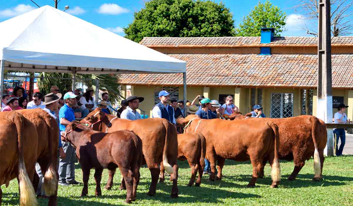 Bovinos devon entram na pista de julgamento do ranking nacional, novidade do calendário da ExpoLages 2026 Bovinos devon entram na pista de julgamento do ranking nacional, novidade do calendário da ExpoLages 2026