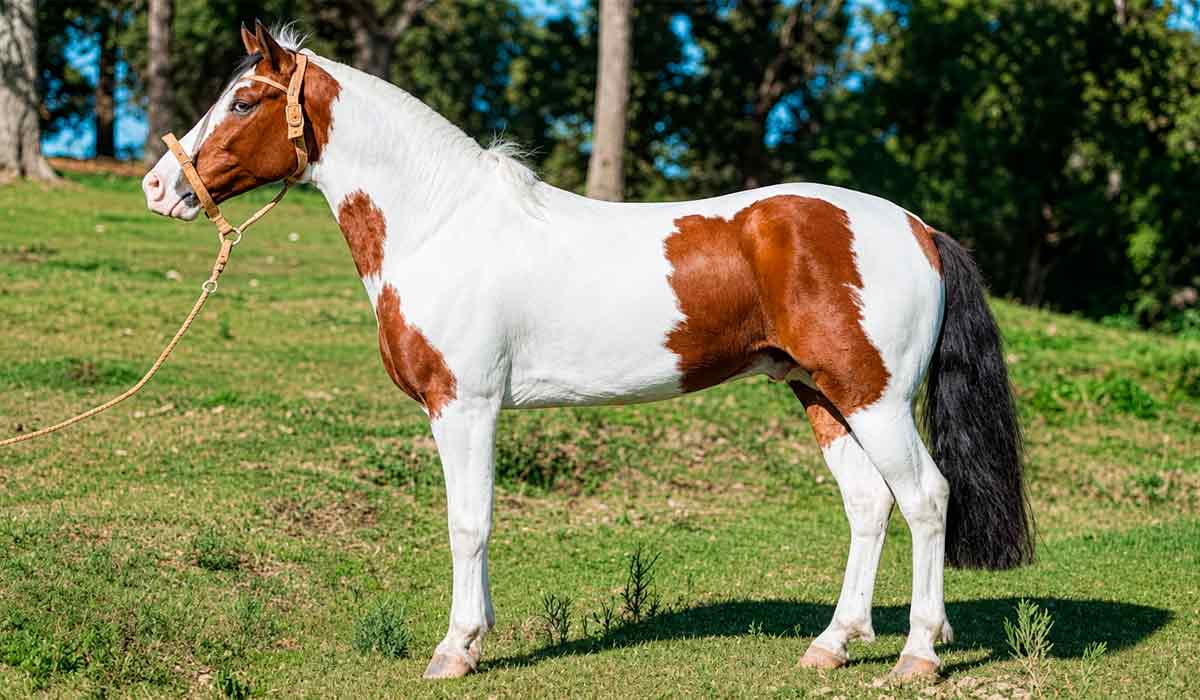 Exposição Nacional do Cavalo Campeiro reúne criadores do Sul do país com o primeiro leilão da raça a ser realizado na ExpoLages Exposição Nacional do Cavalo Campeiro reúne criadores do Sul do país com o primeiro leilão da raça a ser realizado na ExpoLages