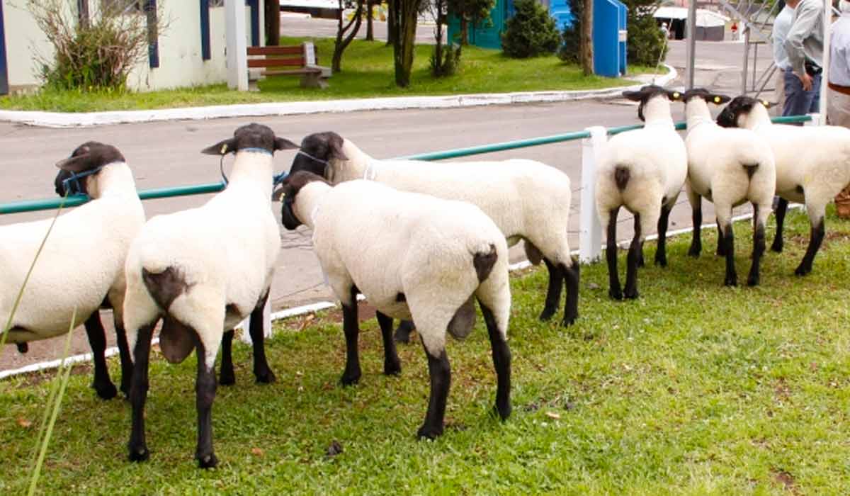 Pista recebe ovinos das principais raças criadas no país, no maior encontro sul-brasileiro da ovinocultura Pista recebe ovinos das principais raças criadas no país, no maior encontro sul-brasileiro da ovinocultura