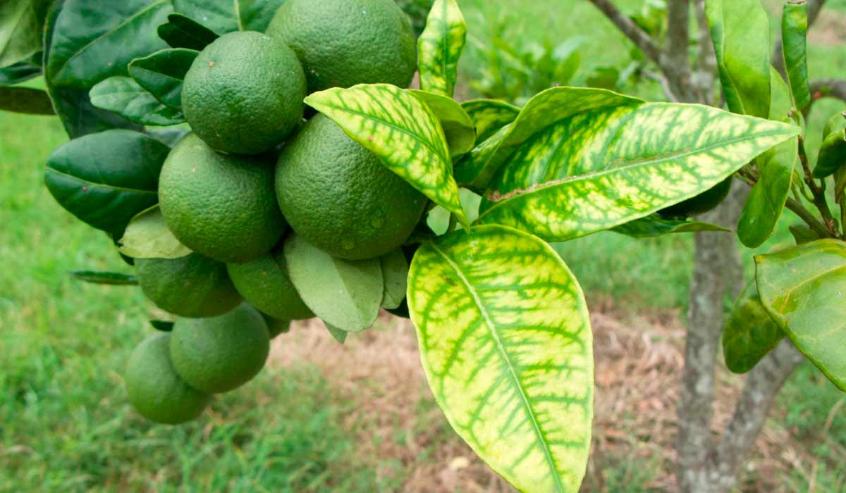 O greening compromete a saúde das laranjeiras e exige manejo fitossanitário contínuo, com monitoramento do psilídeo para reduzir a disseminação da doença O greening compromete a saúde das laranjeiras e exige manejo fitossanitário contínuo, com monitoramento do psilídeo para reduzir a disseminação da doença
