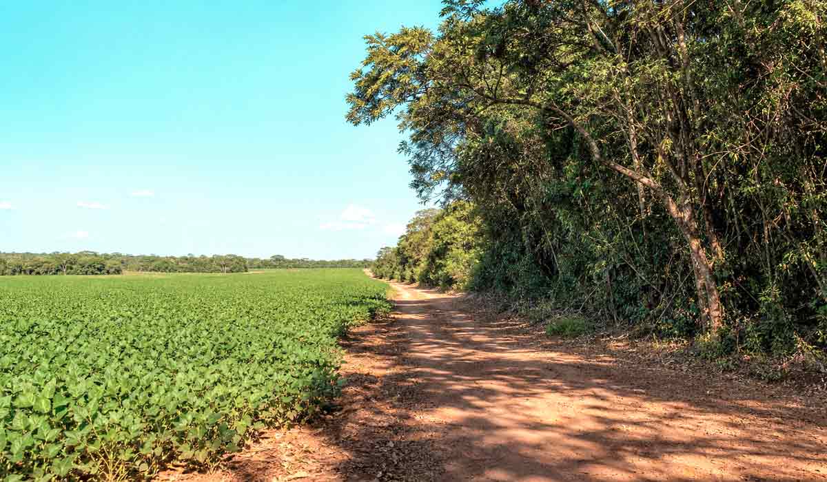 Divisa entre cultivo e vegetação nativa, cenário de fiscalização e comprovação de conformidade ambiental, ilustrando a fronteira agrícola monitorada por satélites Divisa entre cultivo e vegetação nativa, cenário de fiscalização e comprovação de conformidade ambiental, ilustrando a fronteira agrícola monitorada por satélites