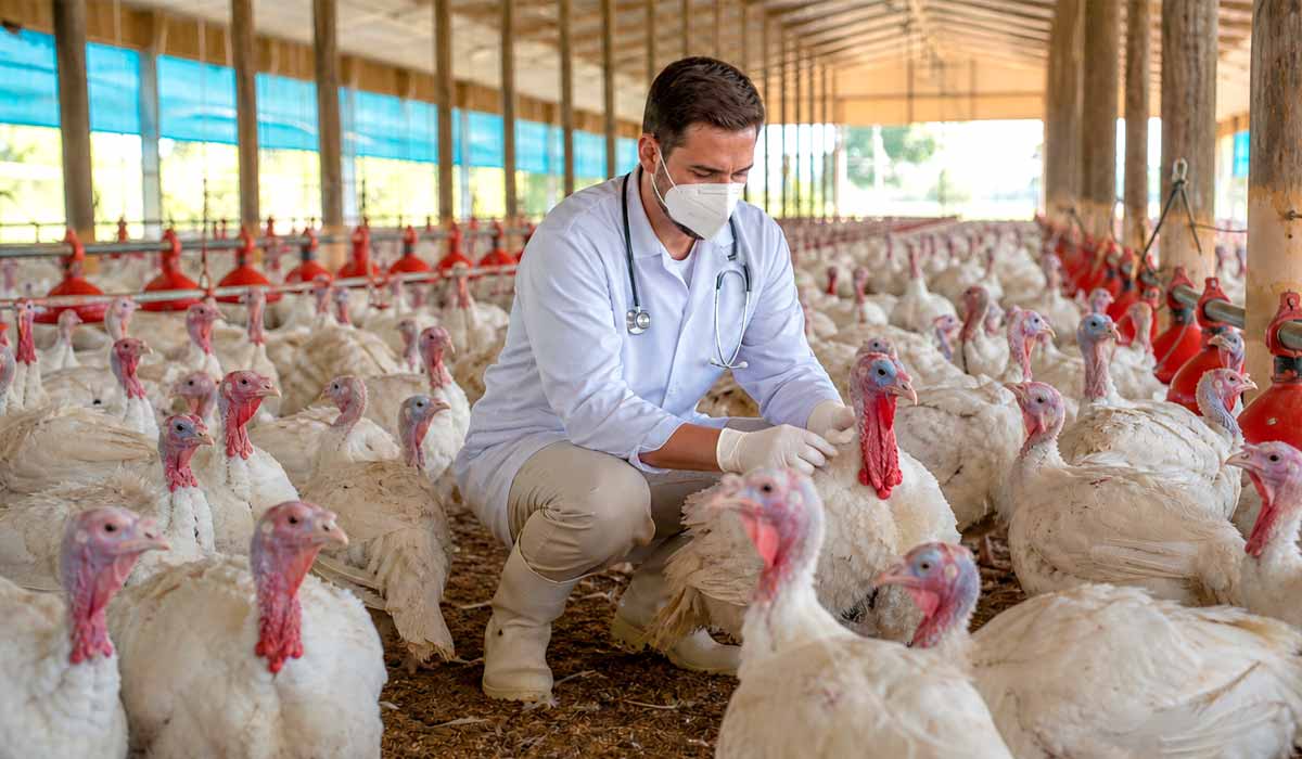 Médico veterinário inspeciona plantel de perus em galpão moderno. Avaliação clínica rotineira integra as ações de biosseguridade Médico veterinário inspeciona plantel de perus em galpão moderno. Avaliação clínica rotineira integra as ações de biosseguridade