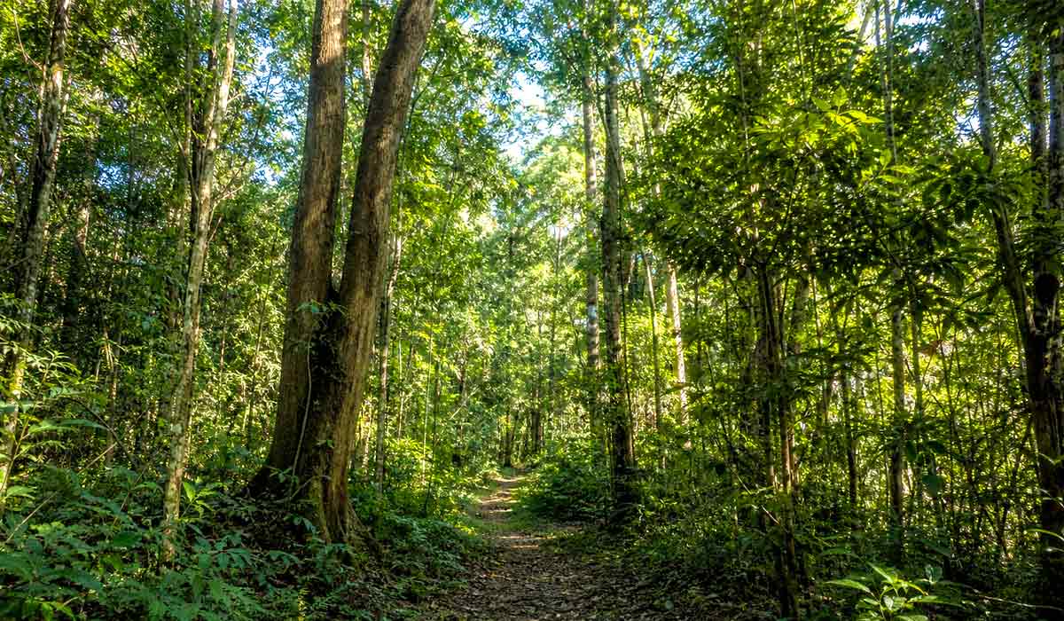 Floresta nativa brasileira sob manejo sustentável reforça a importância da origem legal da madeira utilizada na indústria Floresta nativa brasileira sob manejo sustentável reforça a importância da origem legal da madeira utilizada na indústria