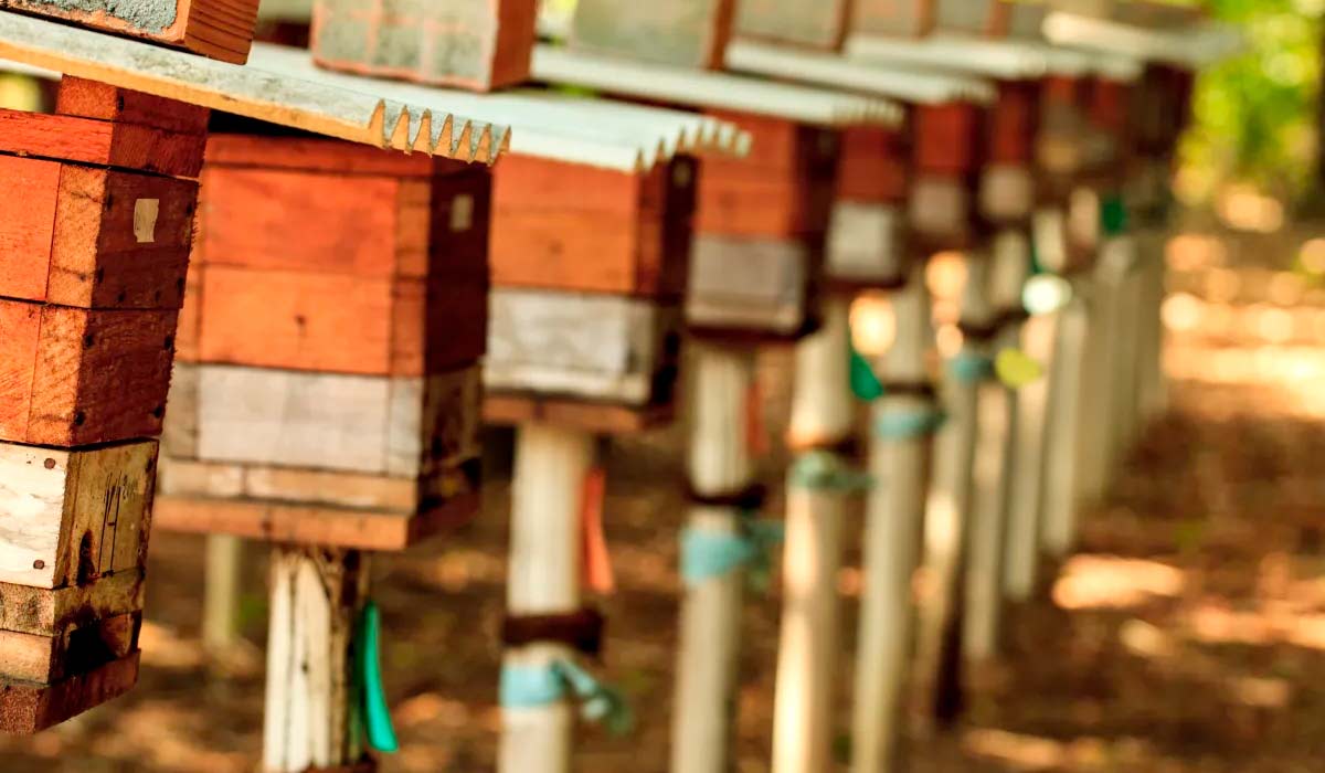 Meliponário do Instituto Peabiru no Pará, junto à vegetação nativa, cenário que une produção de mel, conservação e renda no campo. A meliponicultura brasileira ganha escala, prêmio de valor e novo espaço nas prateleiras Meliponário do Instituto Peabiru no Pará, junto à vegetação nativa, cenário que une produção de mel, conservação e renda no campo. A meliponicultura brasileira ganha escala, prêmio de valor e novo espaço nas prateleiras
