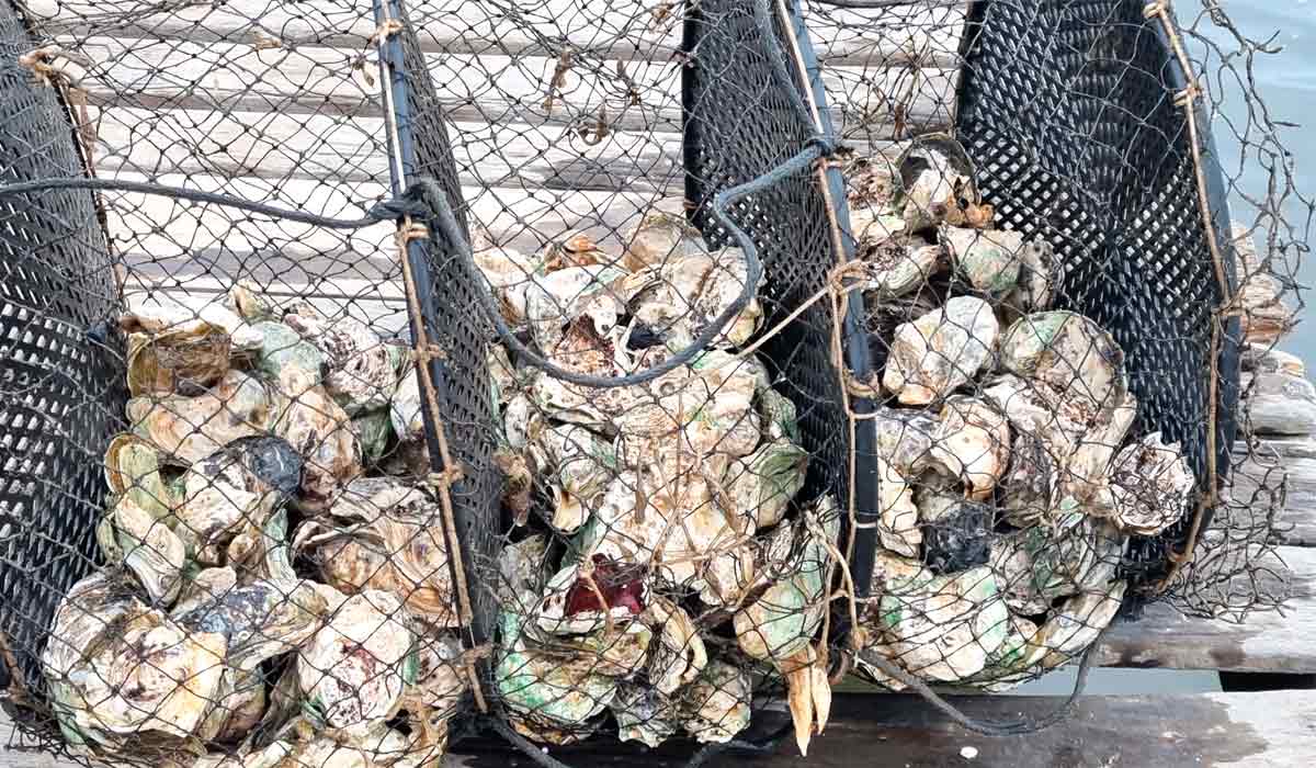 Ostras são organismos filtradores sujeitos à acumulação de toxinas marinhas que exigem vigilância contínua nas áreas de produção Ostras são organismos filtradores sujeitos à acumulação de toxinas marinhas que exigem vigilância contínua nas áreas de produção