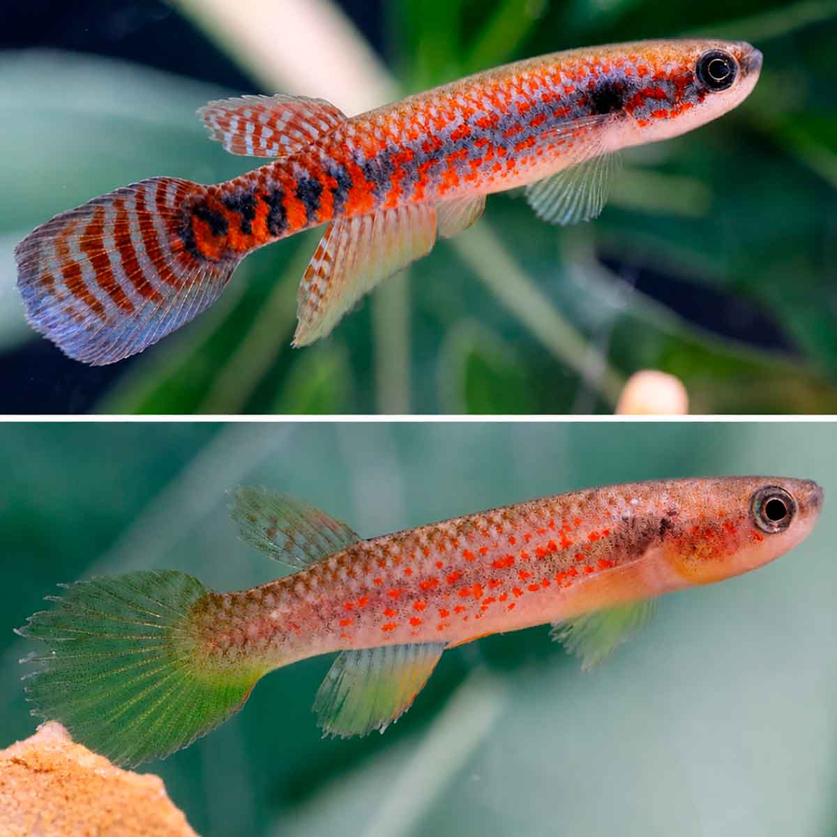 Laimosemion laranja - macho, 26,8 mm e fêmea, 20,1 mm - Brasil, Amapá, Laranjal do Jari, Rio Cajari, Bacia do Amazonas. Recém-descrita pela ciência, a espécie amazônica reforça o papel do Amapá como território de alta biodiversidade