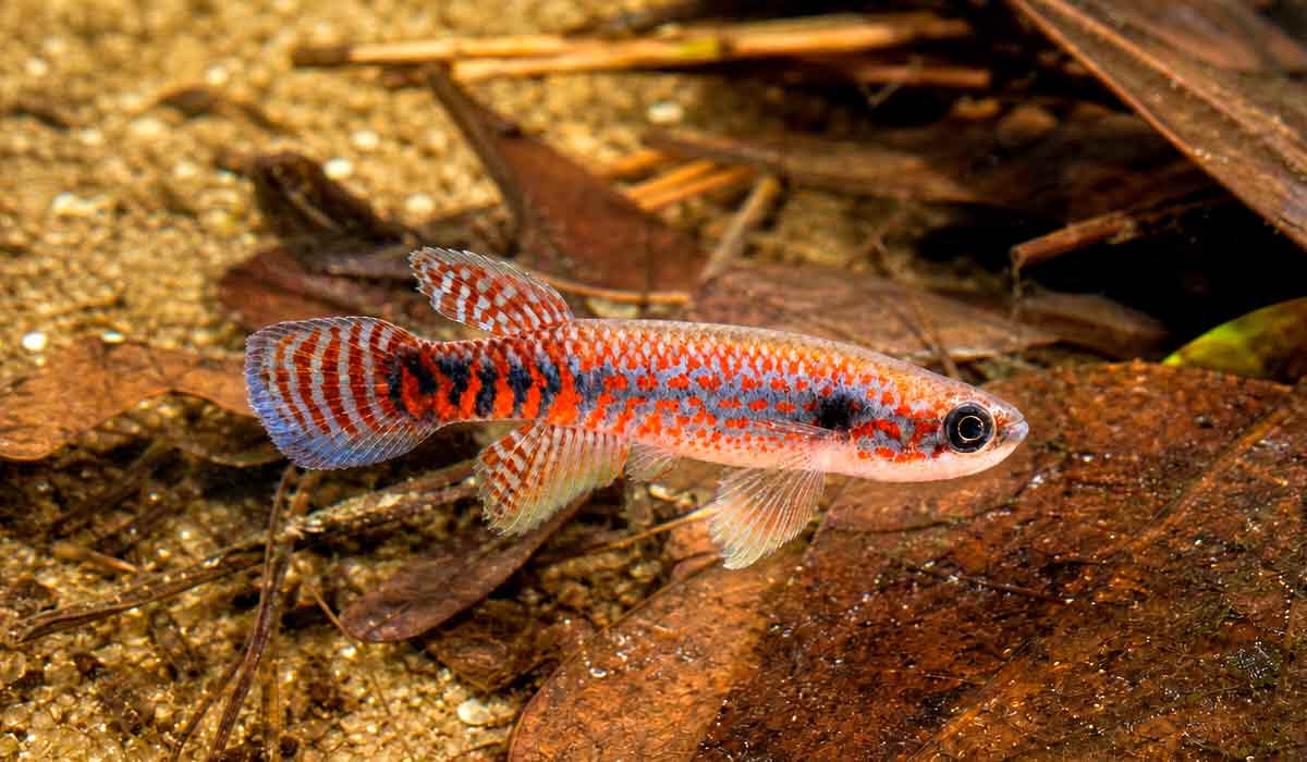 Nova espécie de peixe laranja é descoberta na Amazônia e já nasce ameaçada