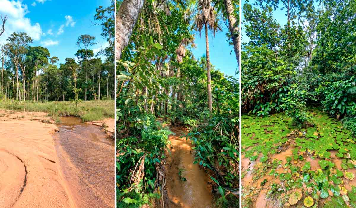 Locais de coleta do peixinho laranja no Rio Cajari, Laranjal do Jari, Amapá, Bacia Amazônica Locais de coleta do peixinho laranja no Rio Cajari, Laranjal do Jari, Amapá, Bacia Amazônica