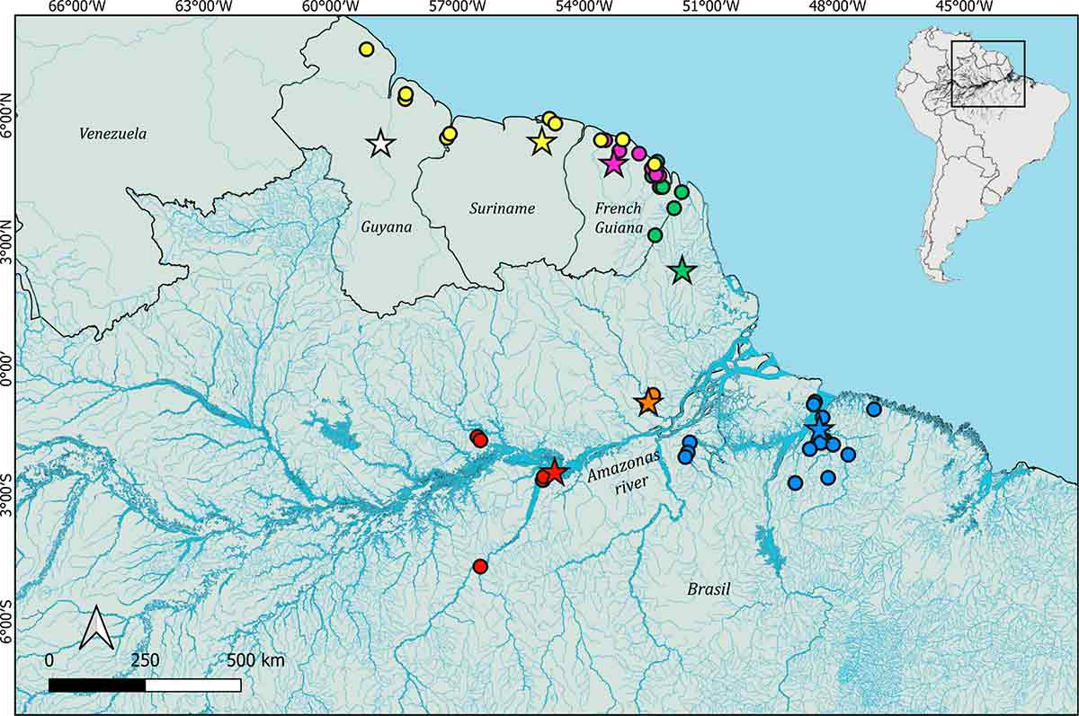 Distribuição geográfica das espécies encontradas na região. Em laranja corresponde à espécie nova, Laimosemion laranja. As linhas em azul-claro representam as bacias hidrográficas do rio Amazonas Distribuição geográfica das espécies encontradas na região. Em laranja corresponde à espécie nova, Laimosemion laranja. As linhas em azul-claro representam as bacias hidrográficas do rio Amazonas