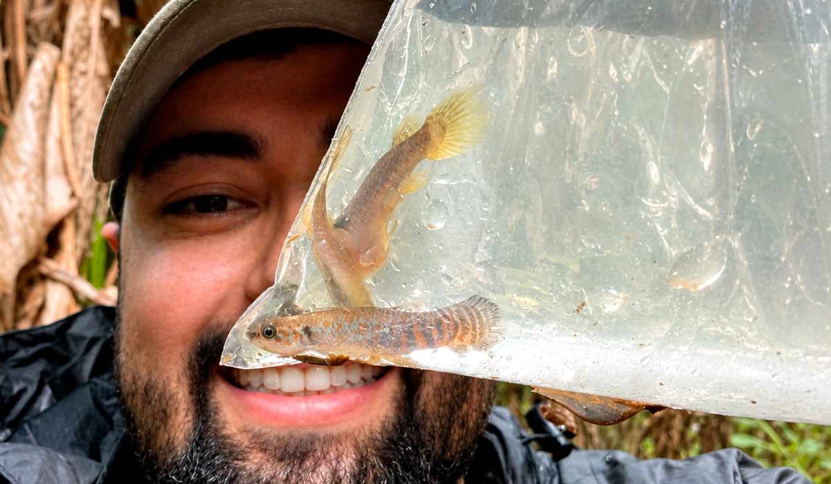 Expedições realizadas em 2024 e 2025 percorreram igarapés da bacia do Rio Cajari e resultaram na descrição formal da espécie. O pesquisador Waldir Miron Berbel-Filho com o Laimosemion laranja - Foto: Yuri Abrantes Expedições realizadas em 2024 e 2025 percorreram igarapés da bacia do Rio Cajari e resultaram na descrição formal da espécie. O pesquisador Waldir Miron Berbel-Filho com o Laimosemion laranja - Foto: Yuri Abrantes
