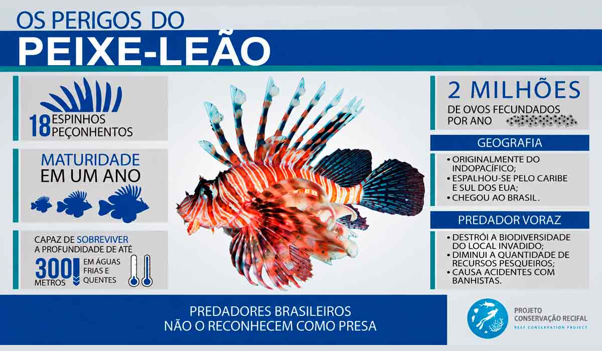 Sem predadores naturais no Atlântico, o peixe-leão se multiplica rápido e altera a cadeia alimentar dos recifes, exigindo captura segura e manejo permanente Sem predadores naturais no Atlântico, o peixe-leão se multiplica rápido e altera a cadeia alimentar dos recifes, exigindo captura segura e manejo permanente