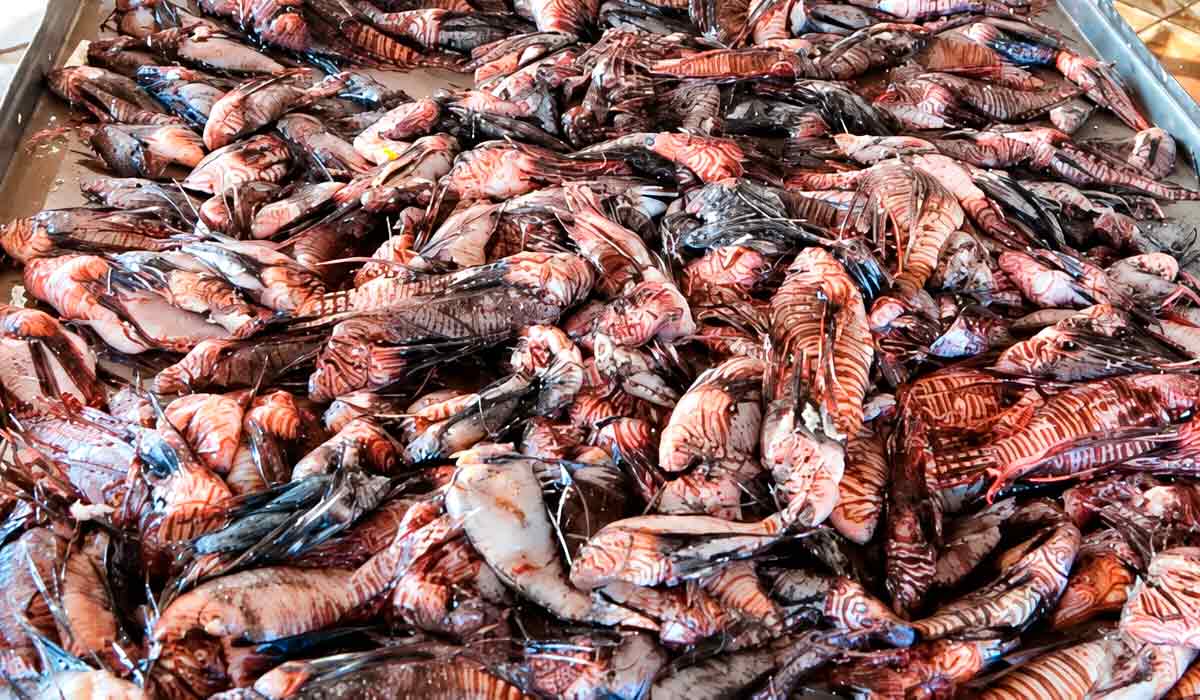 Parceria entre a Secretaria Municipal de Meio Ambiente e Causa Animal - Semac e a Colônia de Pescadores de Porto Seguro Z-22 resultou na captura de cerca de 500 exemplares de peixe-leão em aproximadamente um mês - Foto: Semac Parceria entre a Secretaria Municipal de Meio Ambiente e Causa Animal - Semac e a Colônia de Pescadores de Porto Seguro Z-22 resultou na captura de cerca de 500 exemplares de peixe-leão em aproximadamente um mês - Foto: Semac