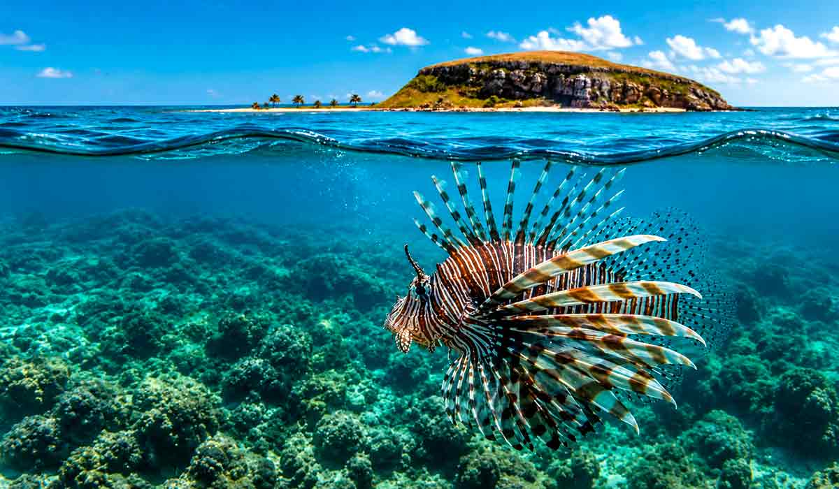 Peixe-leão (Pterois volitans) registrado em Abrolhos, revela o avanço do peixe-leão no maior complexo coralíneo do Atlântico Sul, acende alerta para a biodiversidade marinha e a pesca artesanal na Bahia Peixe-leão (Pterois volitans) registrado em Abrolhos, revela o avanço do peixe-leão no maior complexo coralíneo do Atlântico Sul, acende alerta para a biodiversidade marinha e a pesca artesanal na Bahia