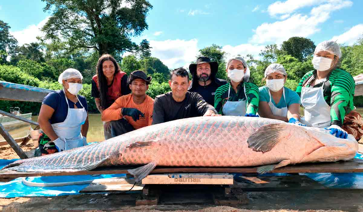 Recorde na pesca manejada, pirarucu gigante valoriza extrativistas de Rondônia, renovando a aposta na pesca sustentável Recorde na pesca manejada, pirarucu gigante valoriza extrativistas de Rondônia, renovando a aposta na pesca sustentável