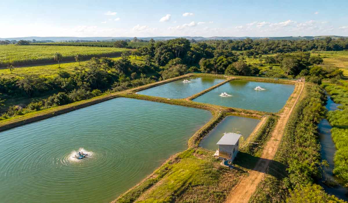 Vista aérea de viveiros escavados de piscicultura com aeradores em operação em área rural. A regra da aquicultura muda em 2027 e redesenha o planejamento de quem cultiva em água