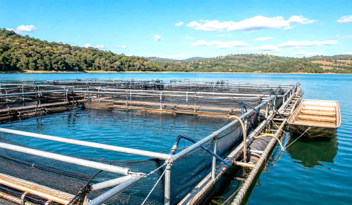Tanques-rede instalados em reservatório, sistema aberto que responde de forma direta pela qualidade da água a jusante Tanques-rede instalados em reservatório, sistema aberto que responde de forma direta pela qualidade da água a jusante