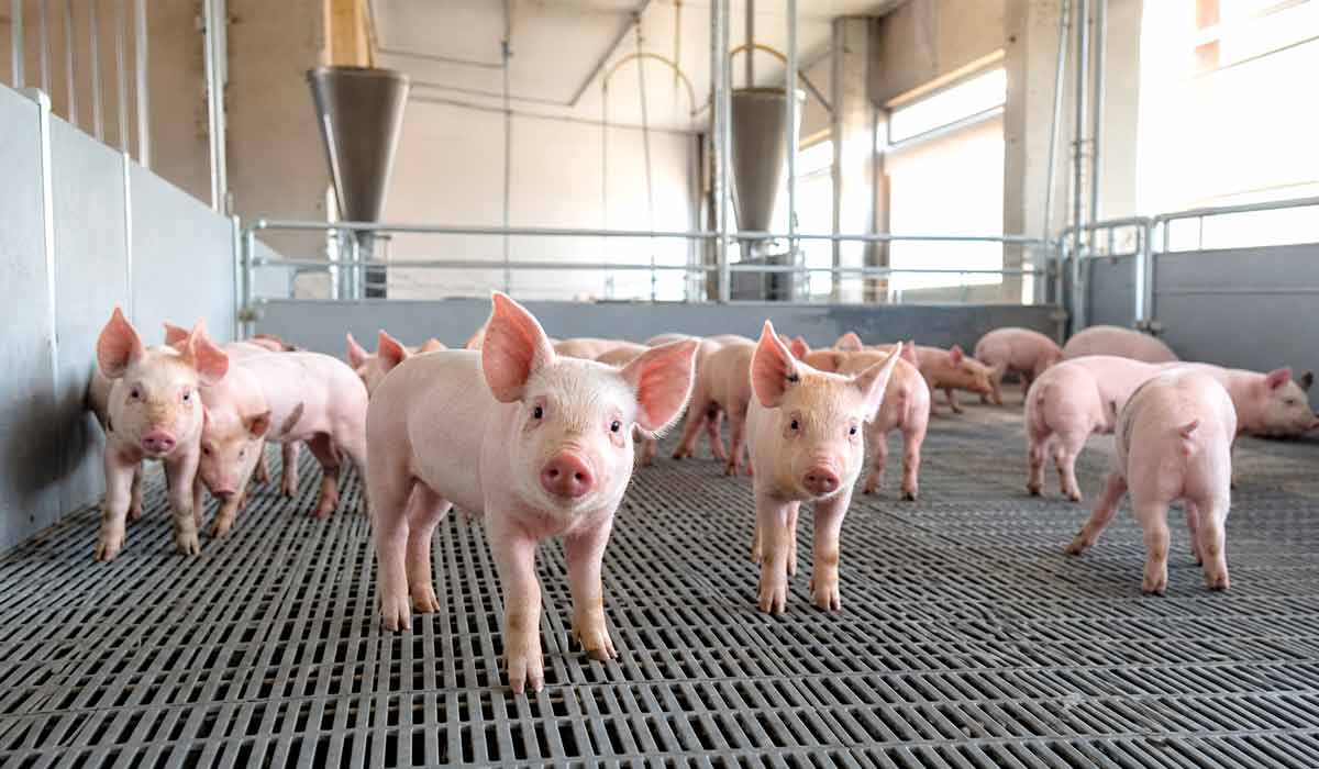 Lote uniforme de leitões de linhagem comercial magra em creche climatizada, piso perfurado e baias de aço, sob iluminação natural lateral, com manejo sanitário alinhado aos padrões atuais de bem-estar animal Lote uniforme de leitões de linhagem comercial magra em creche climatizada, piso perfurado e baias de aço, sob iluminação natural lateral, com manejo sanitário alinhado aos padrões atuais de bem-estar animal