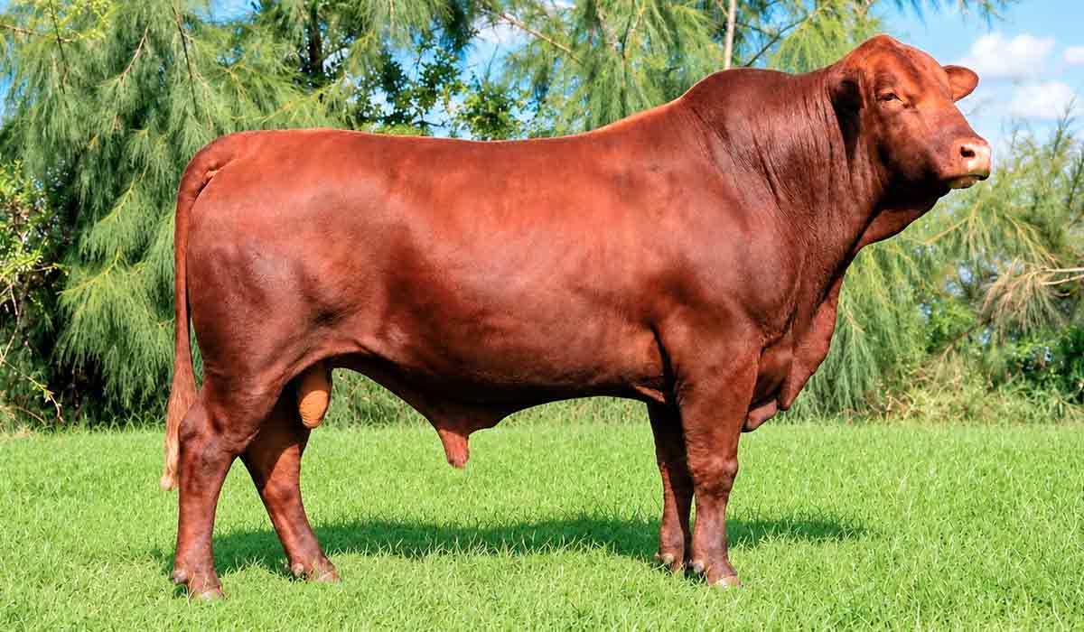 Touro Bravon com pelagem avermelhada típica, herda do zebuíno a alta resistência ao calor intenso em climas tropicais e a ectoparasitas Touro Bravon com pelagem avermelhada típica, herda do zebuíno a alta resistência ao calor intenso em climas tropicais e a ectoparasitas